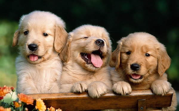 Picture of Maintenance Puppies.